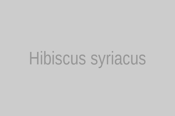 Hibiscus syriacus
