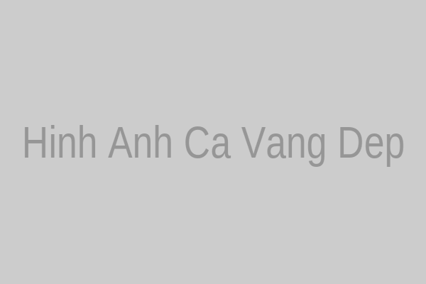 Cá vàng với màu sắc rực rỡ và vây đuôi đa dạng