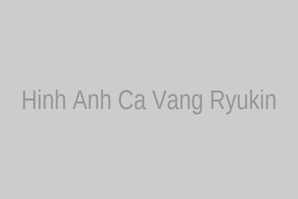 Cá vàng Ryukin với dáng vóc cao và vây đuôi dài thanh thoát