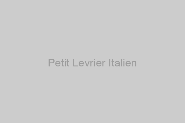 Petit Levrier Italien