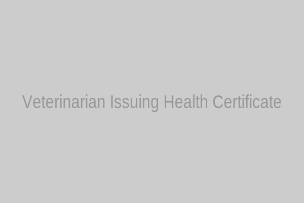 A veterinarian examining a dog while preparing a health certificate