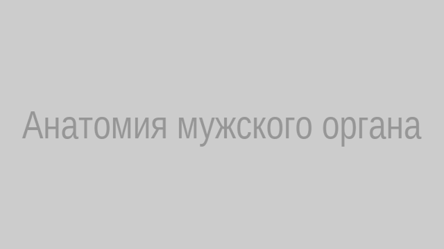 Анатомия мужского органа