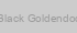 F1 Black Goldendoodle