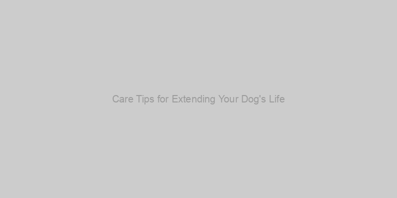 Infographic on care tips for extending your dog's life