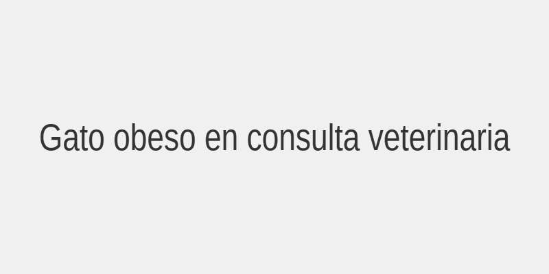 Gato obeso en consulta veterinaria