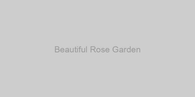 Beautiful Rose Garden