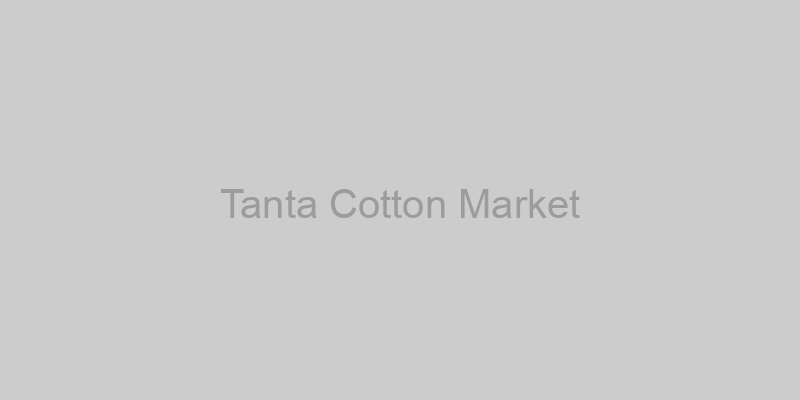 Tanta Cotton Market